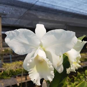 Cattleya Snow White