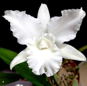 Cattleya Wendy Patterson