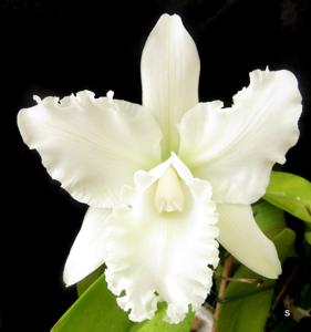 Cattleya Wendy Patterson