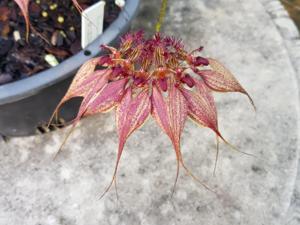 Bulbophyllum Vindobona