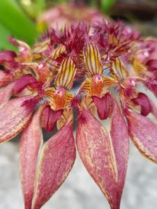 Bulbophyllum Vindobona