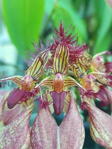 Bulbophyllum Vindobona