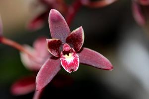 Cymbidium Alcor
