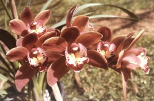 Cymbidium Chocolate Gem