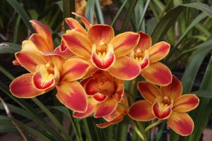 Cymbidium Wallacia