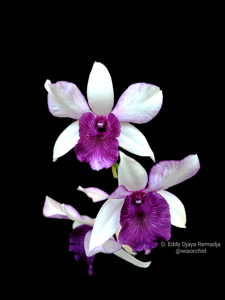 Dendrobium Eddy Djaya Remadja