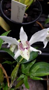 Dendrobium Gwen Slade