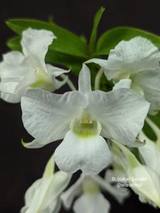 Dendrobium Isabel Sander