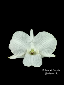 Dendrobium Isabel Sander