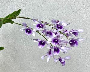 Dendrobium Kila Blue