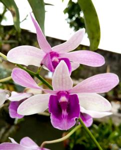 Dendrobium Kila Blue