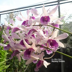 Dendrobium Kila Blue