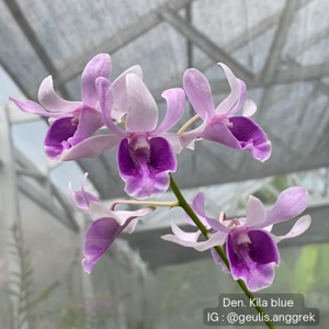 Dendrobium Kila Blue