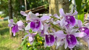 Dendrobium Kila Blue