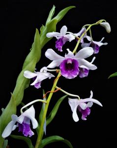 Dendrobium Kila Blue