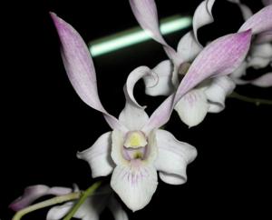 Dendrobium Mildred Kazumura