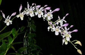 Dendrobium Mildred Kazumura