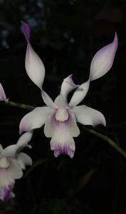 Dendrobium Mildred Kazumura