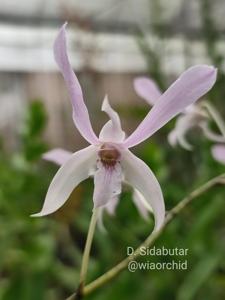 Dendrobium Sidabutar