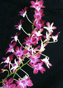 Dendrobium Starlet Beauty