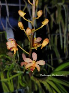 Vandaenopsis Pulcherrimin