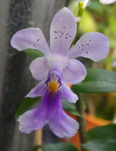 Epidendrum Phillips Jesup