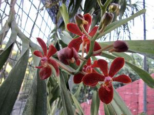 Renantanda Yuthayong Beauty