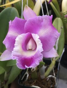 Cattleya Aqui-Finn