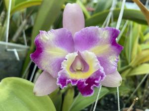 Cattleya Aqui-Finn