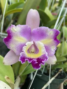 Cattleya Aqui-Finn