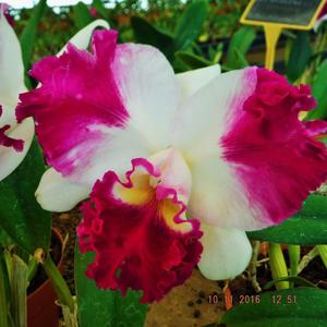 Cattleya Gila Wilderness