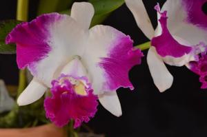 Cattleya Gila Wilderness