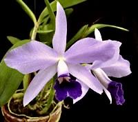 Cattlianthe Parysatis