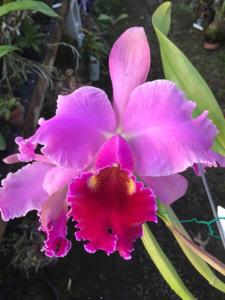 Cattleya Sargon