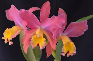 Cattleya Stradivarius