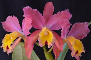 Cattleya Stradivarius