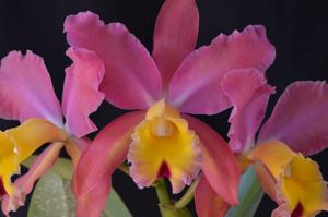 Cattleya Stradivarius