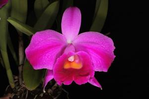 Cattleya Tydea