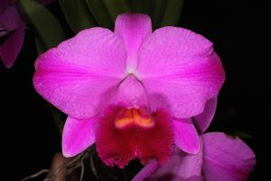 Cattleya Tydea