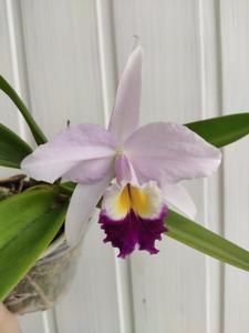 Cattleya Tydea