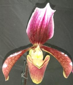 Paphiopedilum Bingleyense