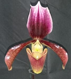 Paphiopedilum Bingleyense