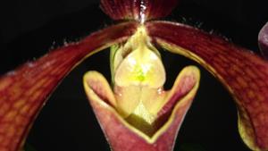 Paphiopedilum Bingleyense