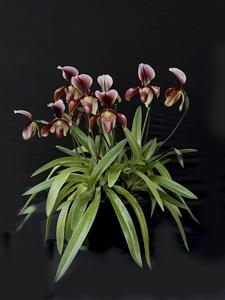 Paphiopedilum Bingleyense