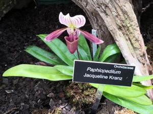 Paphiopedilum Jacqueline Kranz