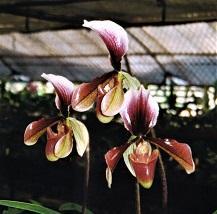 Paphiopedilum King Arthur