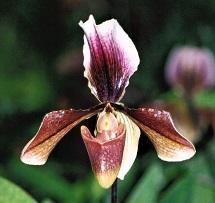 Paphiopedilum King Arthur