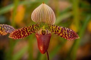 Paphiopedilum Montagnard