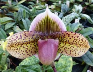 Paphiopedilum Montagnard