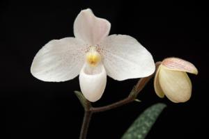 <i>Paphiopedilum</i> Pisar